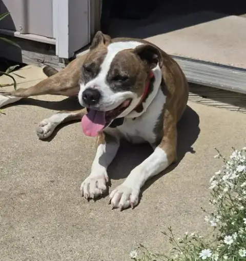 Mugsy photo 3