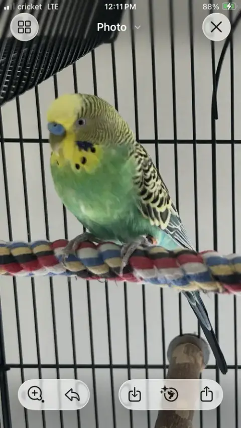 Piper photo 3