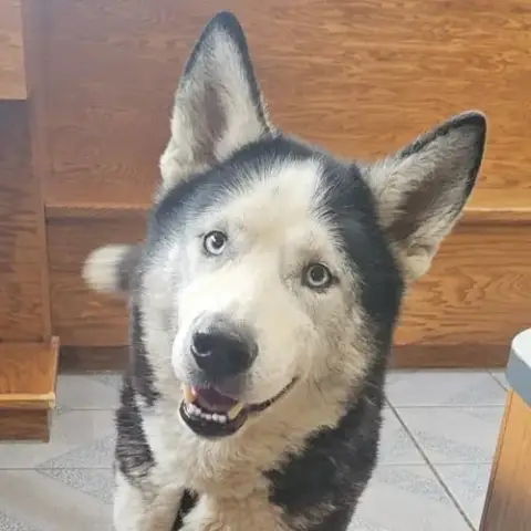Watson