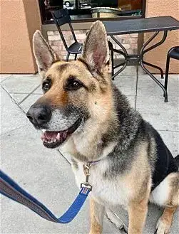 Scout