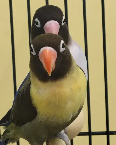 Melody & Lyric photo 2