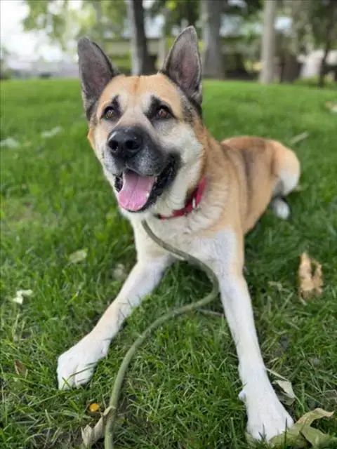 Canelo