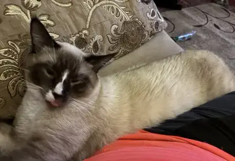 Jack