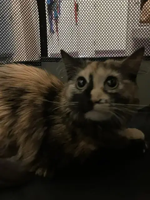 Nina