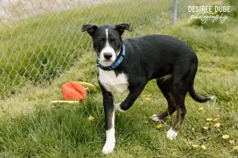 Joseph Puppy photo 3