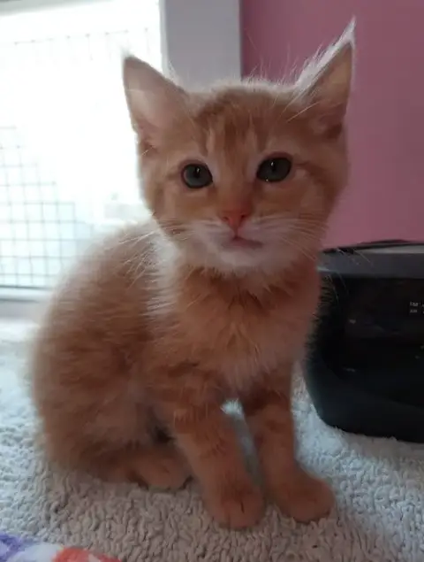 Temu * In Foster *