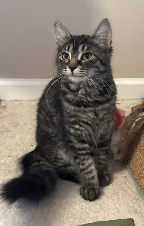 Dg Litter Zeta