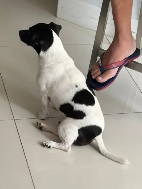 Tobi Jr Aka Oreo photo 5