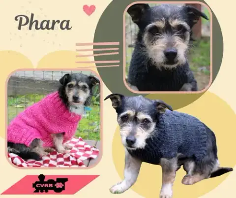 Phara