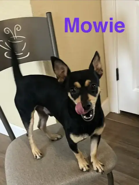 Mowie photo 2