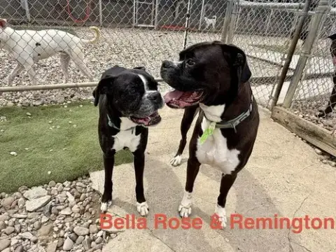 Bella Rose photo 3