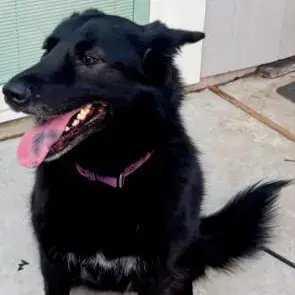 Isha #Loyal-Lassie photo 2
