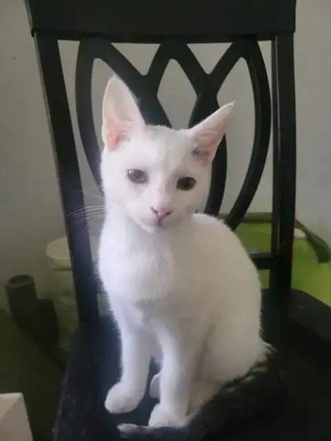 Benny