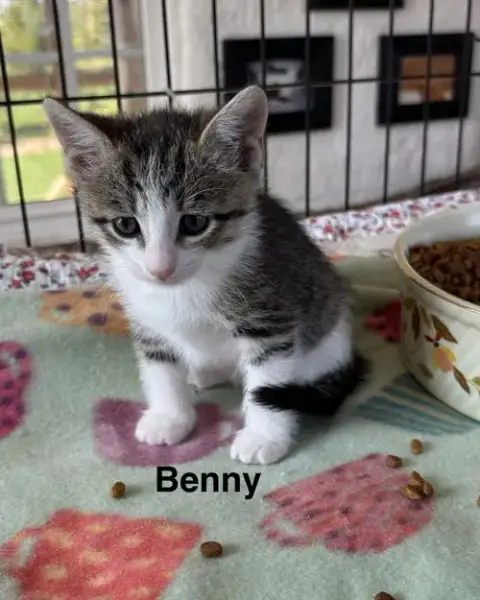 Benny photo 3