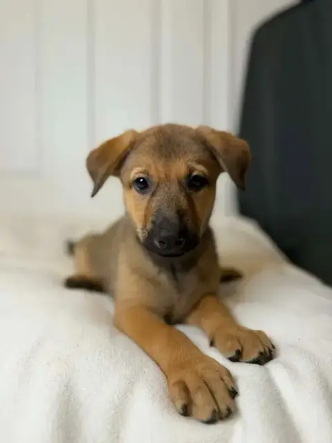 Nala photo 3