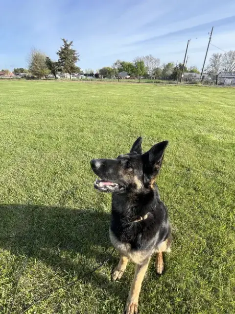 Adoption Pending photo 3