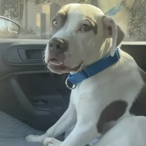 Dash photo 2
