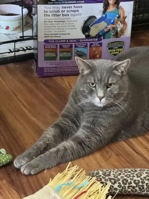 Felix photo 2