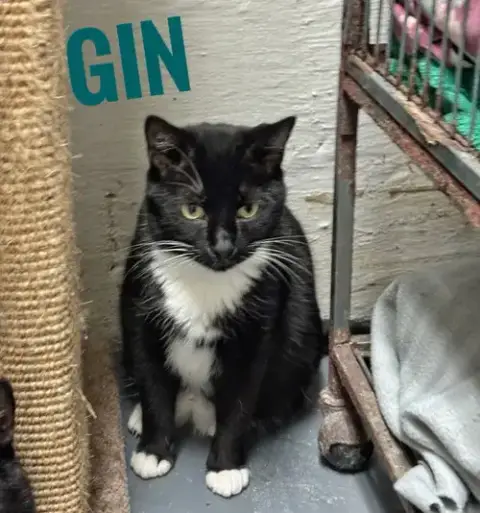 Gin photo 2
