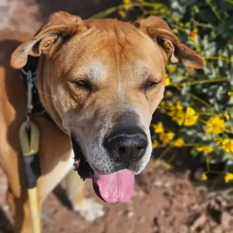 Sampson photo 3