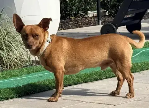 John Wayne Is 13 Lbs. Of Fun