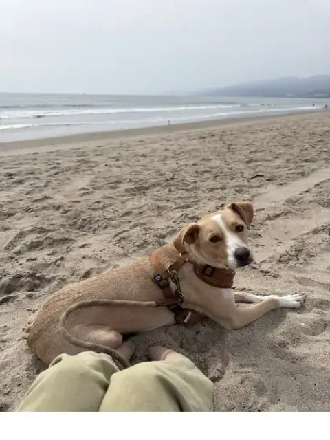 Milo photo 2