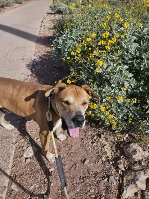 Sampson photo 4