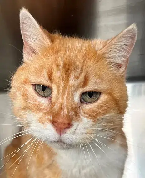 Simon