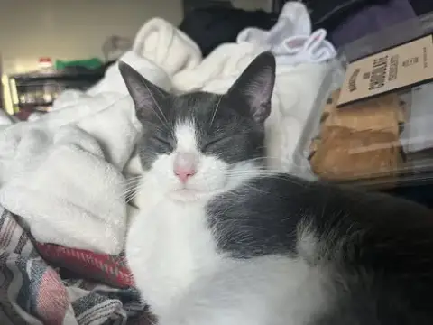 Bonnie Aka Bonnie Blue Butler