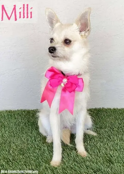 Milli