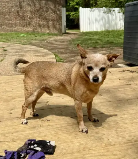 Peanut