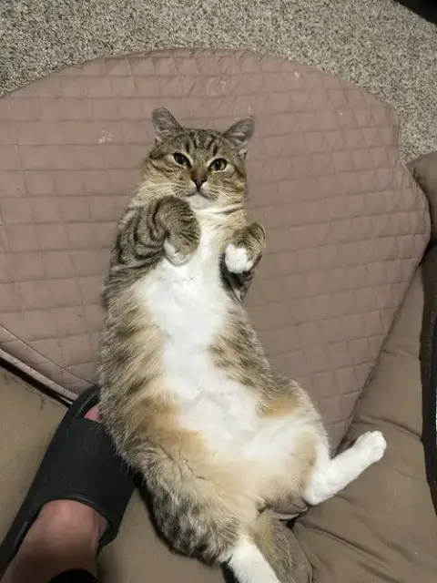 Meatball