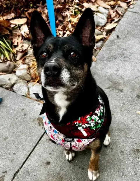Jamie *Foster Or Adopt *