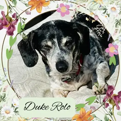 Duke Rolo