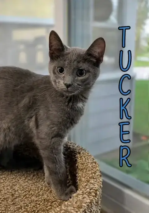 Tucker