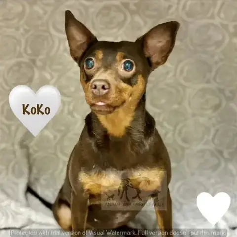 Koko