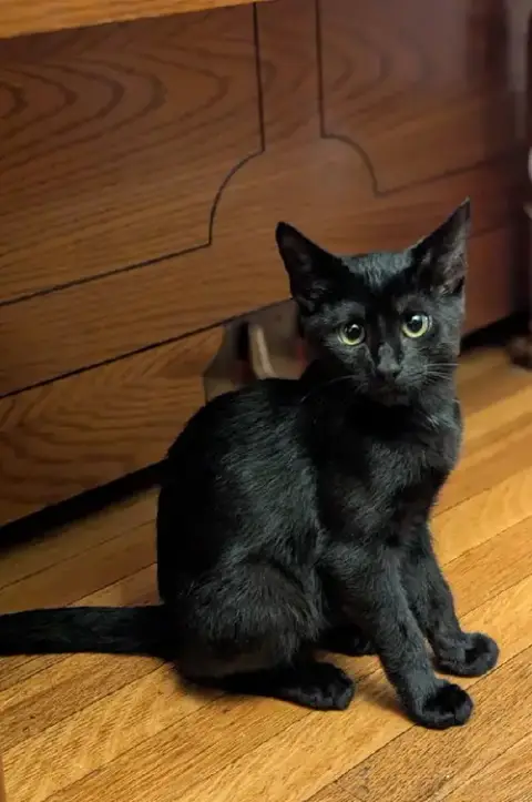 Stormy(Adoption Fee Sponsored) photo 5