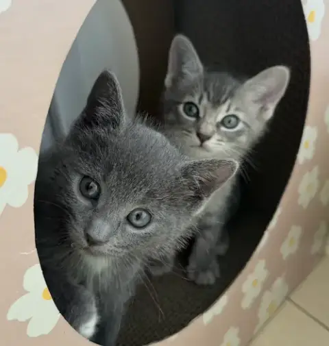 Sakura & Haru photo 2