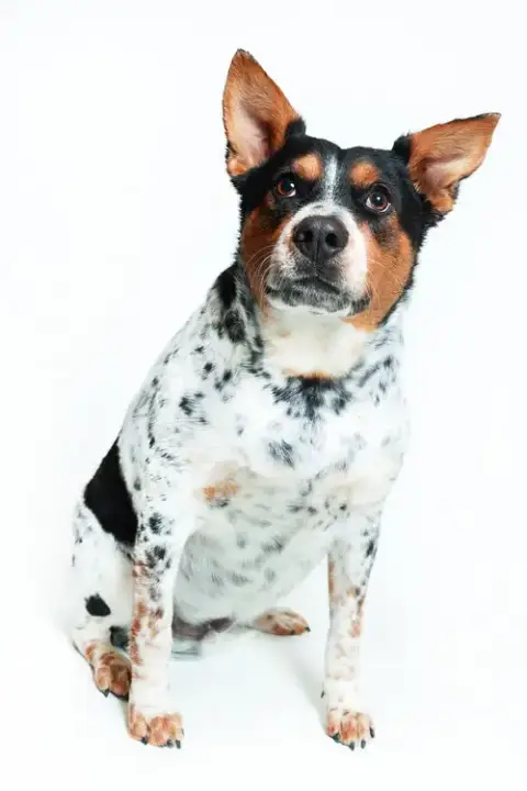 Checkers photo 3