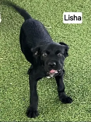 Lisha photo 5