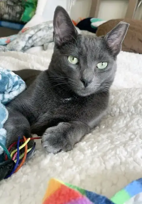 Iggy photo 3