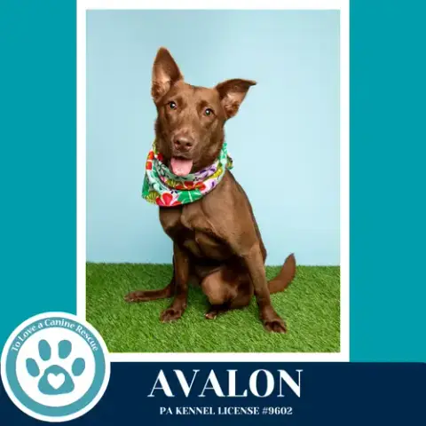 Avalon