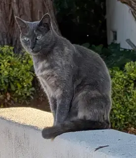 Gemma