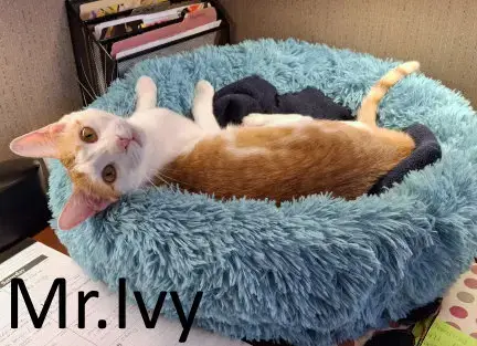 Mr. Ivy