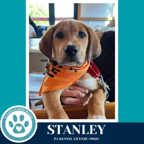 Stanley photo 4