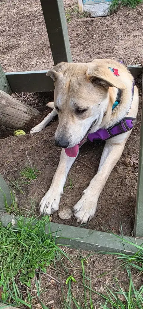 Harley photo 3