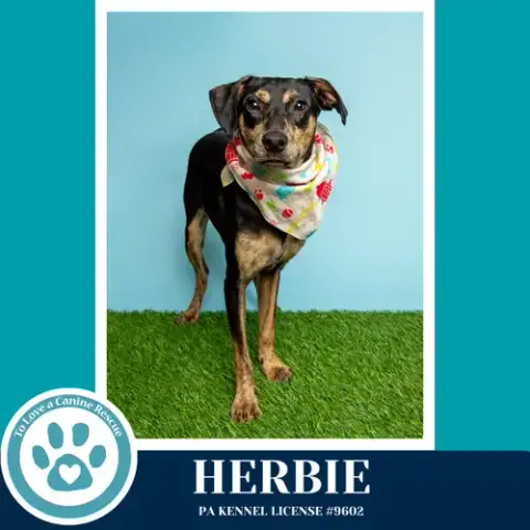 Herbie 041826 photo 3