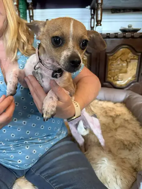 Lily The Chi photo 2