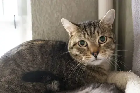 Slinky