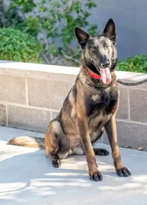 Veronica